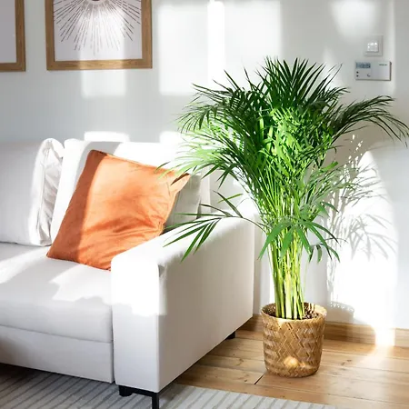 Roomsy Broniewskiego * 索波特